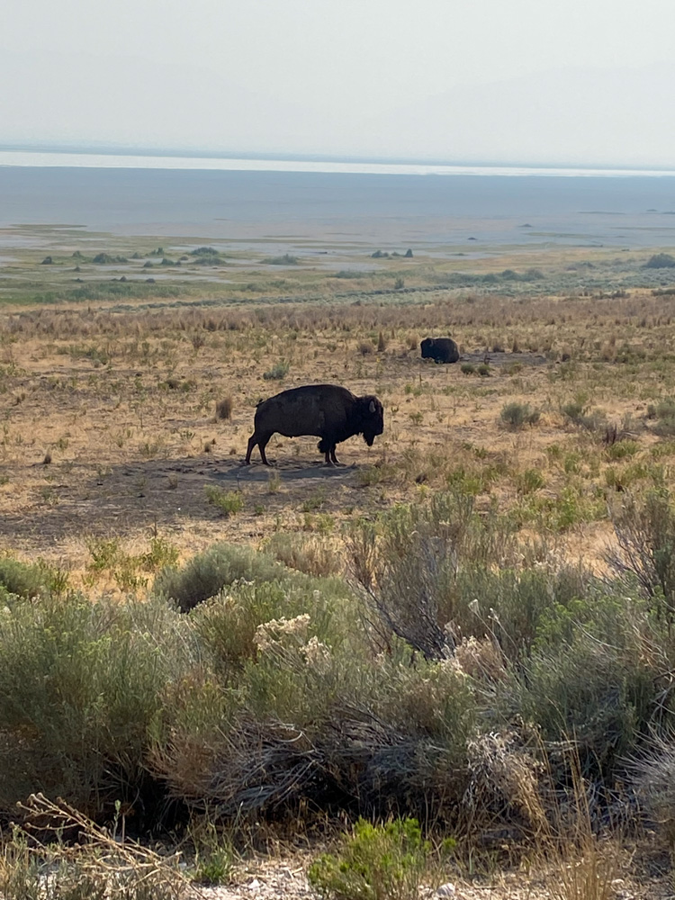 Things to do at Antelope Island