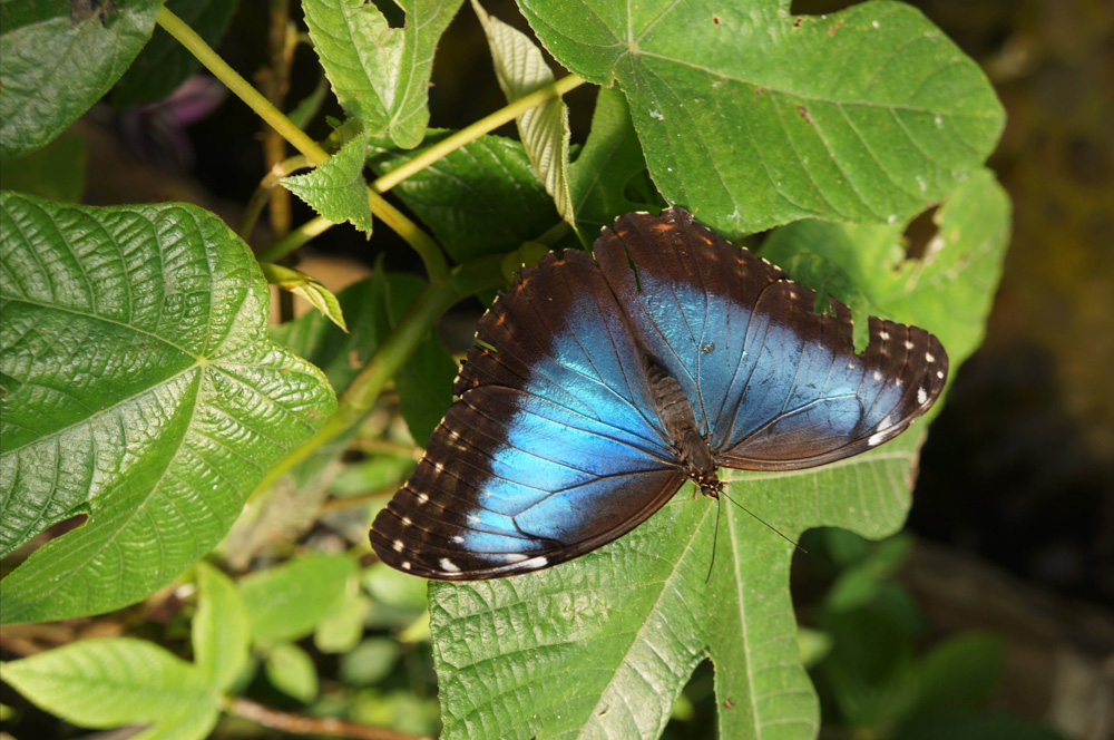 Things to do in La Fortuna: Visit the Butterfly Conservatory