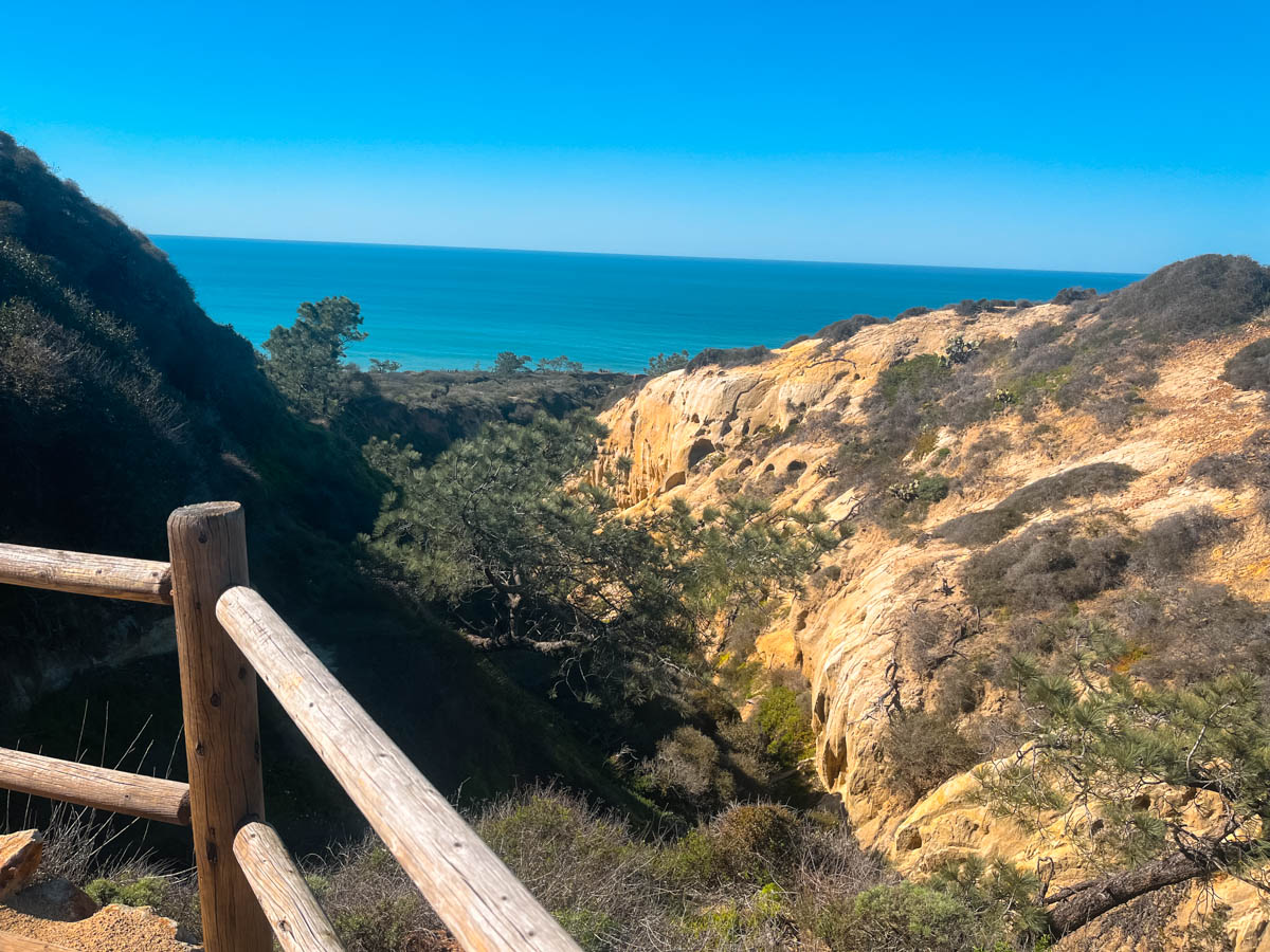 are dogs allowed at torrey pines hike