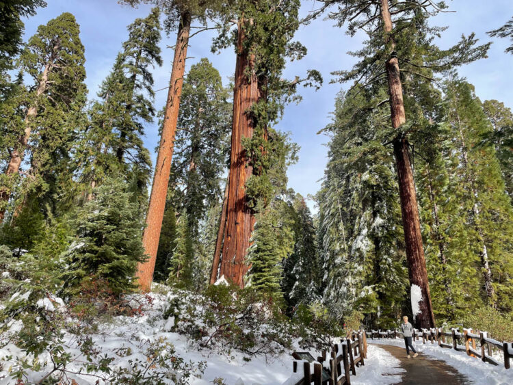 Complete Guide to Visiting Sequoia National Park - Chasing ADVNTR