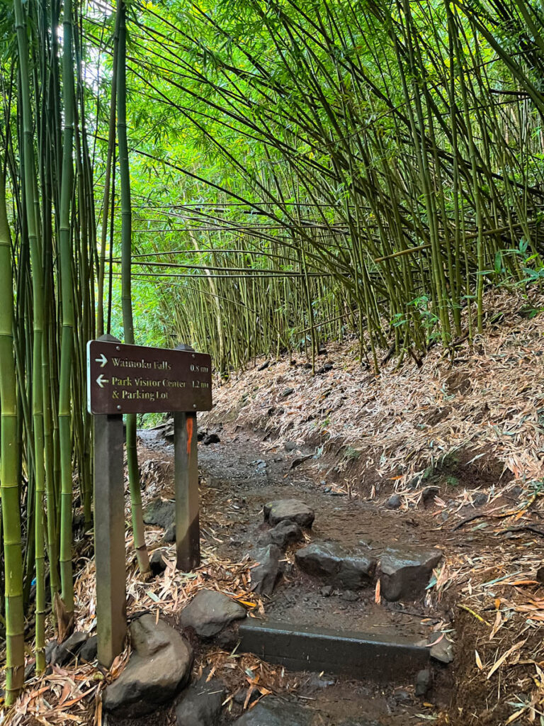 Maui Bamboo Forest on the Pipiwai Trail