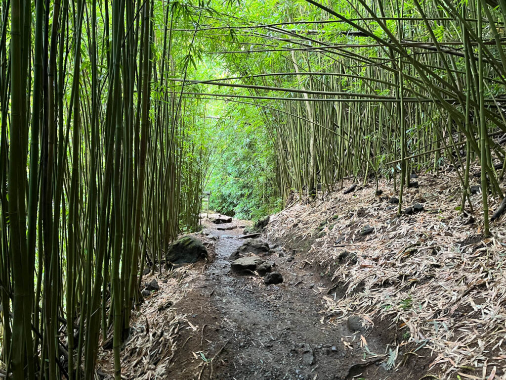 Bamboo Rorest Road to Hana
