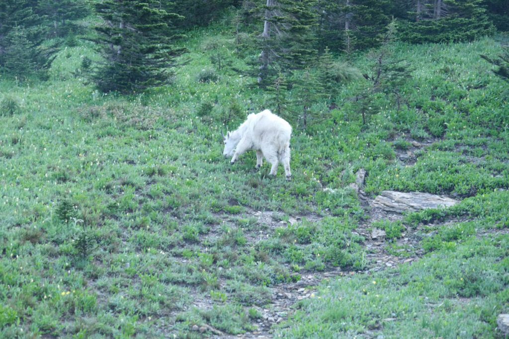 3 Day Itinerary for Glacier National Park: Mountain Goat