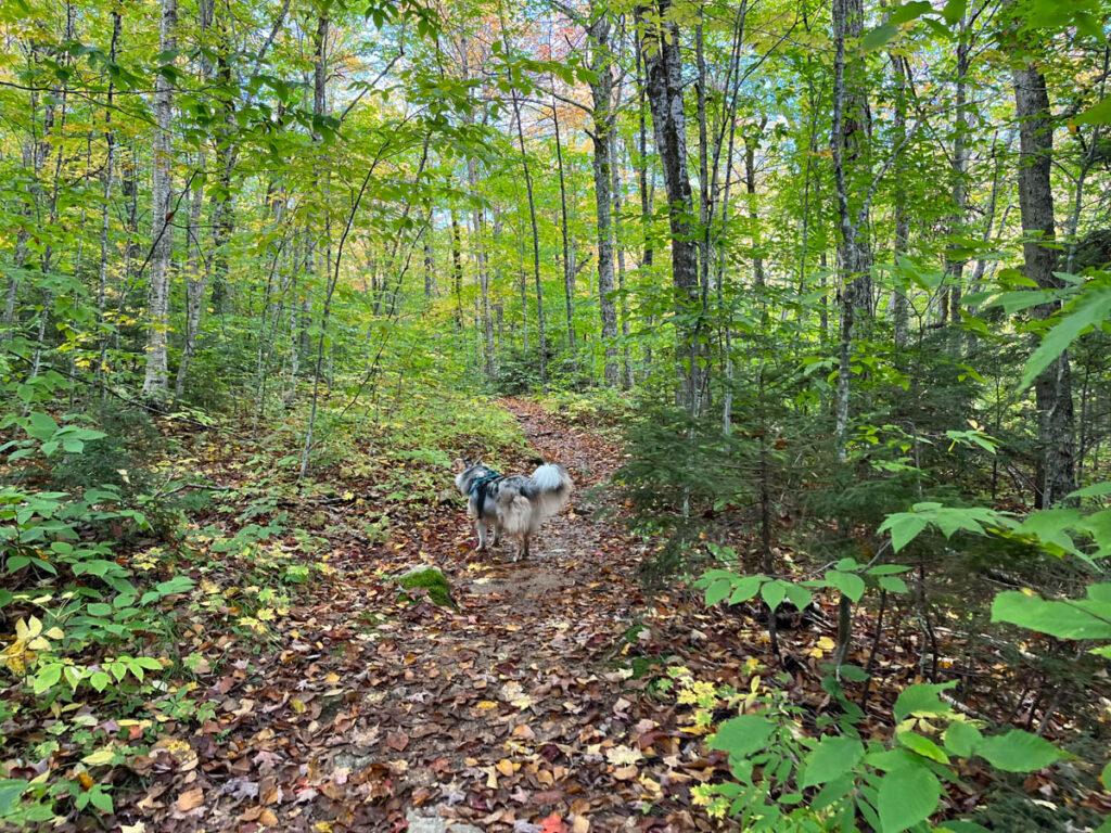 Cali hiking through the forest on Table Mountain NH (her leash is dragging behind her since she took off when I was trying to take this photo