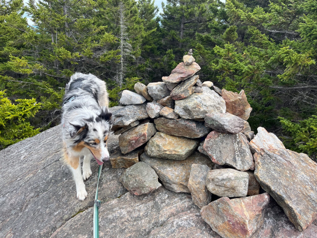 dog Exploring the summit of Mount Israel
