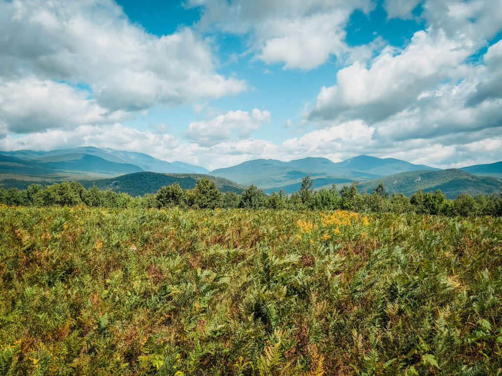 Drive the scenic roads around the White Mountains