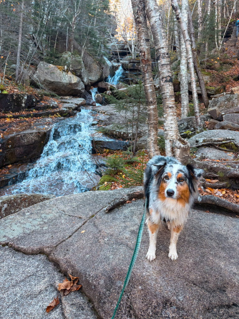 Champney Falls with dog